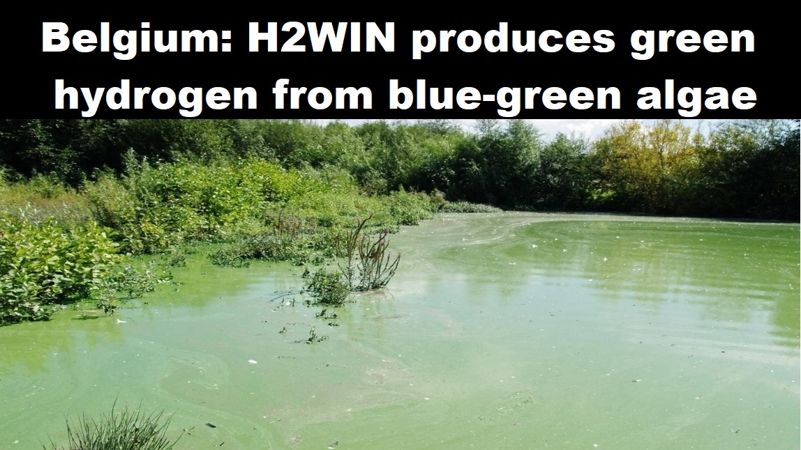 België: H2WIN produceert groene waterstof uit  blauwgroene algen