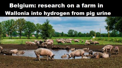 België: onderzoek op boerenbedrijf in Wallonië naar waterstof uit urine van varkens